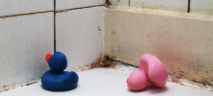 4 Home Remes For Mold Removal Doityourself You Don T Need Professional Help For Your Mold Removal Projects There Are Certain Home Remes Can Do That As Effective Any Chemical Product