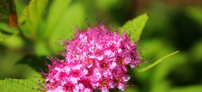 Pests and Diseases that Attack Your Spirea | DoItYourself.com