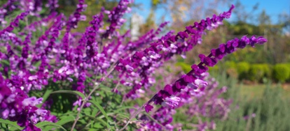 Purple Sage: Planting and Care Instructions | DoItYourself.com