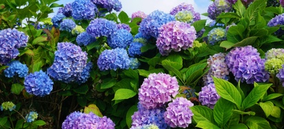 Spotting Pests And Diseases On Your Hydrangea Doityourself Although The Plants Are Noted For Their Easy Care There Several Insects And Diseases To Which They Susceptible Hydrangeas
