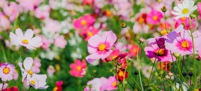 How To Plant And Grow Cosmos From Seeds | DoItYourself.com