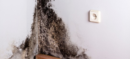 Defining And Detecting Toxic Black Mold In The Home Doityourself Stachybotrys Chartarum Or Black Mold Is A Type Of Fungi That Grows Naturally In Dark Damp Areas The Ideal Conditions For Growth Include High Humidity