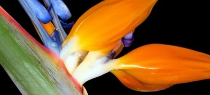 Caring for Your Bird of Paradise | DoItYourself.com