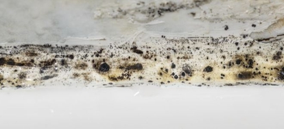 How to Get Rid of Black Mold Under Your Bathroom Sink | DoItYourself.com