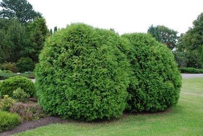 4 Different Varieties of Arborvitae | DoItYourself.com