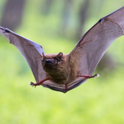 How To Get Rid Of Bats Doityourself A Bat Flying In The Air