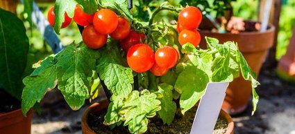 Container Gardens for the Beginning Green Thumb | DoItYourself.com