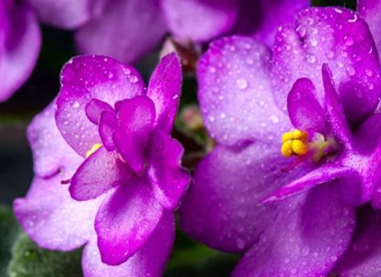 blooming purple violets with dew drops