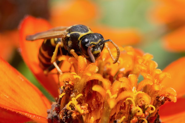 yellow jacket on a flower