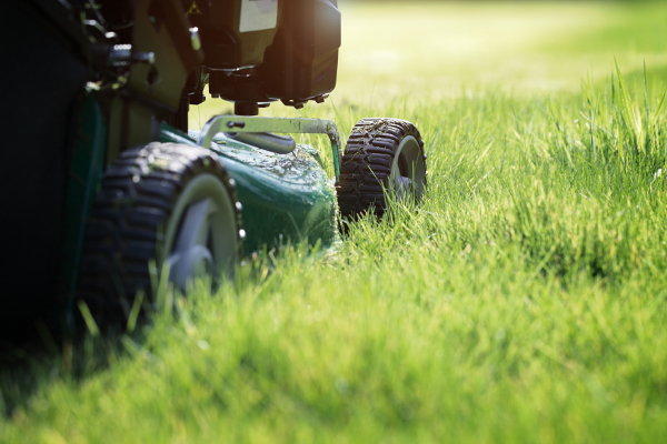 A close-up image of a lawnmower cutting grass. 