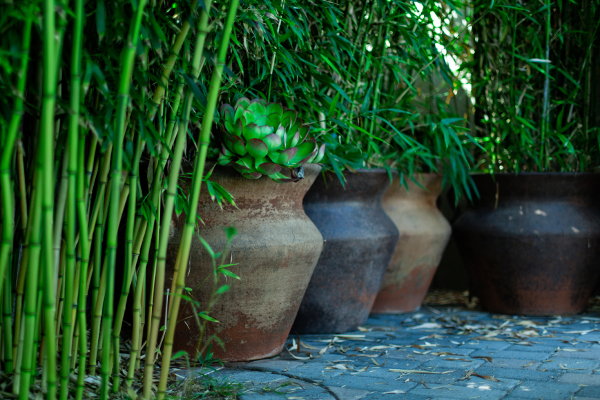 Bamboo next to potted plants on a patio. 