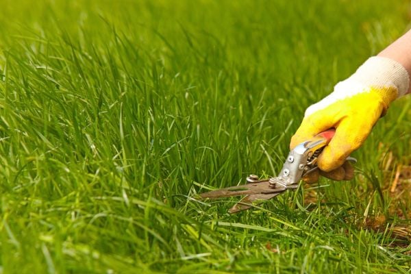Lawn shears are a terrific tool to trim areas of your lawn that are difficult to
