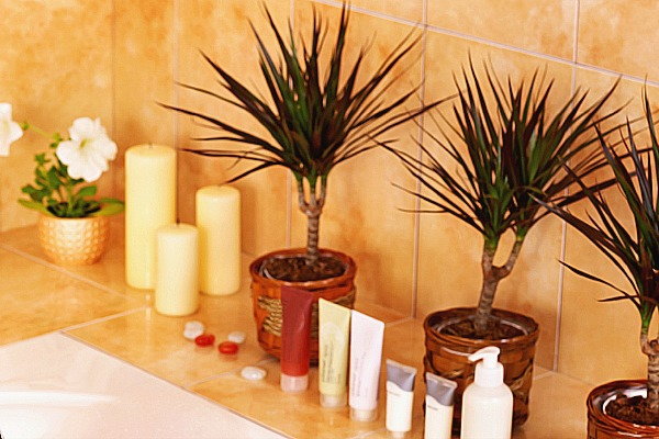 Create a Tropical Themed Bathroom With Plants That Love Humidity