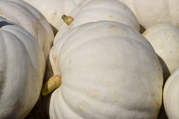 A close-up image of white pumpkins. 
