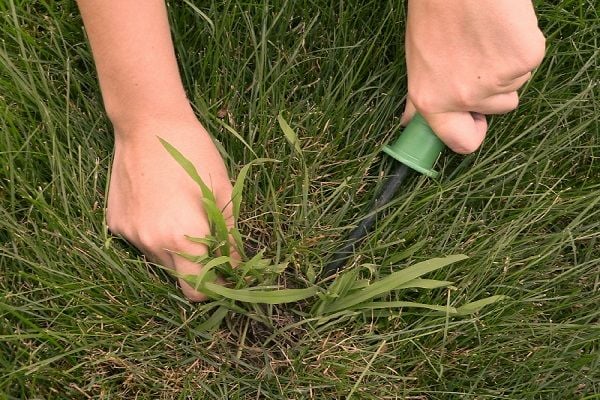 Someone removing crabgrass from a lawn. 