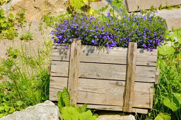 Blue flowers planted in a rustic wood crate outside. 
