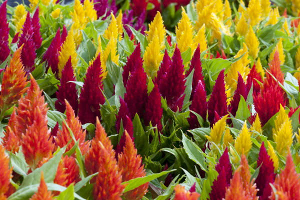 Celosia is a perfect choice if you need to add a specific and vibrant color to y