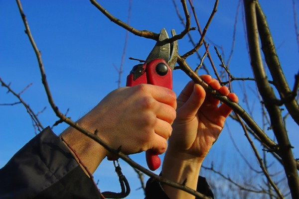 Pruning, When to Use a Lopper vs Pruner vs Shears 