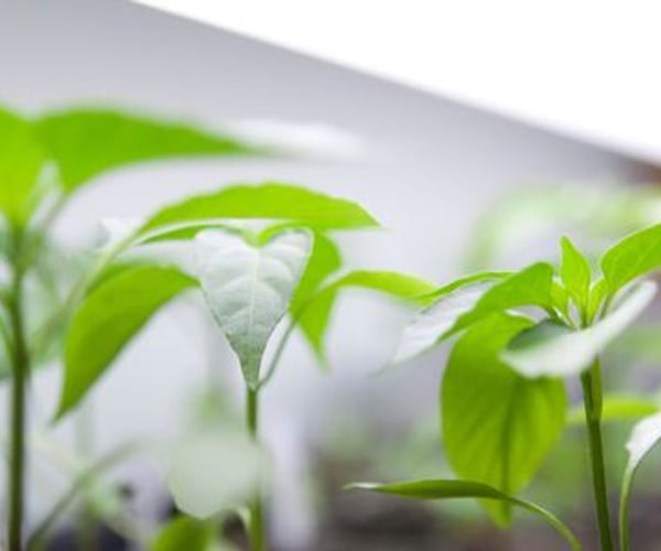 7 of the Best Grow Lights for Indoor Plants