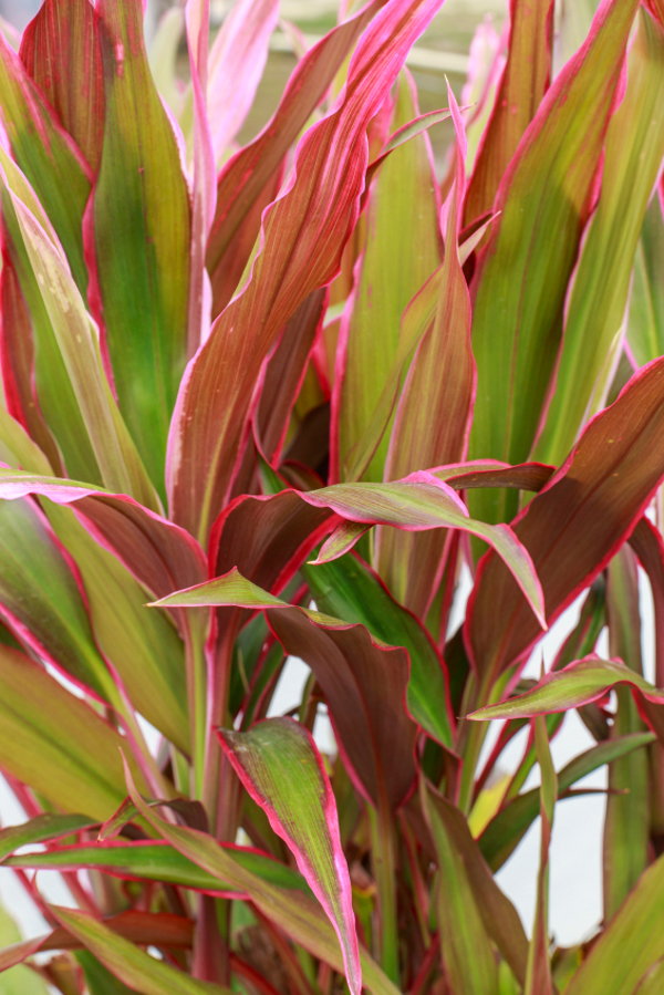 Add Color to Your Home with Plants