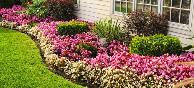 A formal flower bed with white and pink flowers against the side of a house