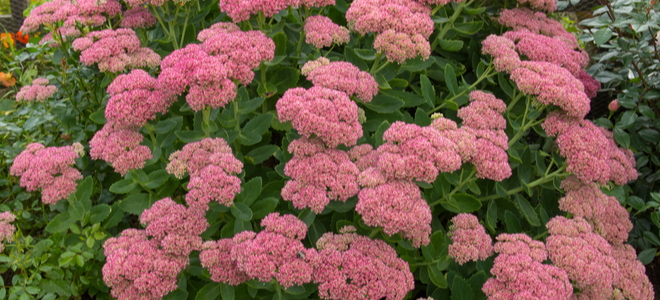 This "Autumn Joy" stonecrop has grown into a large, rubbery bush with rosy-pink blooms on top