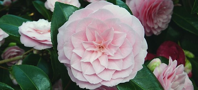 How To Transplant A Camellia | DoItYourself.com