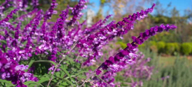 purple-sage-planting-and-care-instructions-doityourself