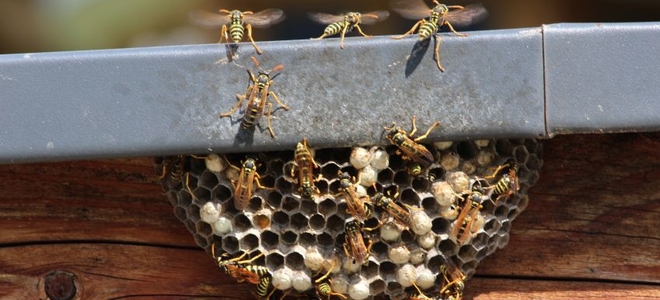 Hot Topics: Wasp and Bee Infestation | DoItYourself.com