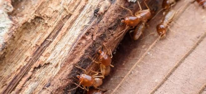 Hot Topics Termite Treatments Doityourself Com
