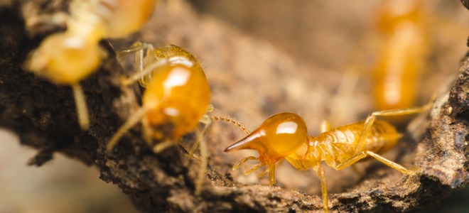 Three Orange Oil Tips for Termite Control | DoItYourself.com