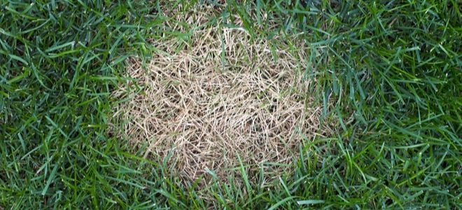 How to Patch a Bare Spot in Your Lawn | DoItYourself.com