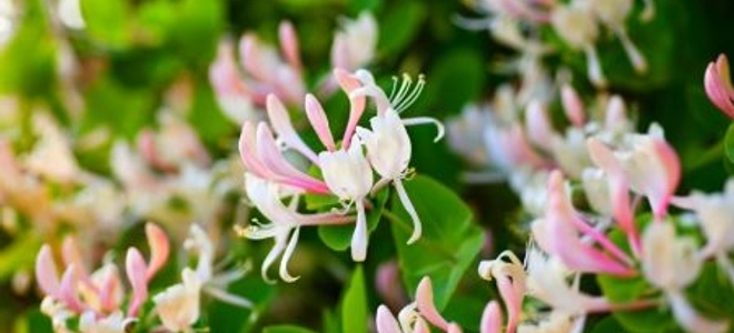 Honeysuckle Vine Pruning Tips | DoItYourself.com