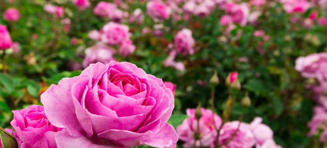 Are coffee grounds good for rose bushes?