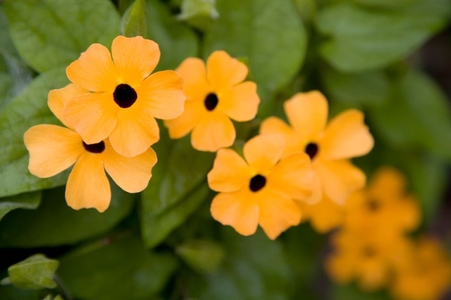 Pruning a Black-eyed Susan | DoItYourself.com