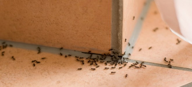 How To Use Herbs And Spices To Keep Ants Away Doityourself Com