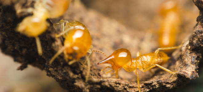 termites