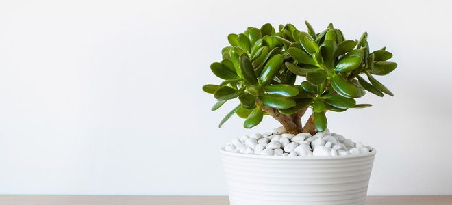 A green jade plant in a white pot. 