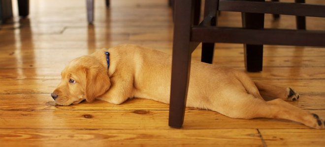 A dog lays on hardwood floors.