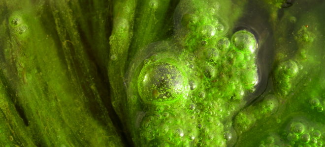 A closeup on algae.