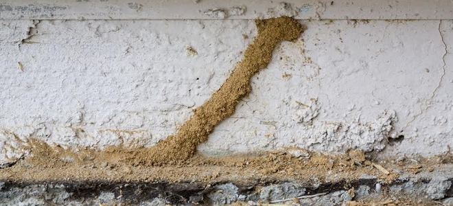 termite tube