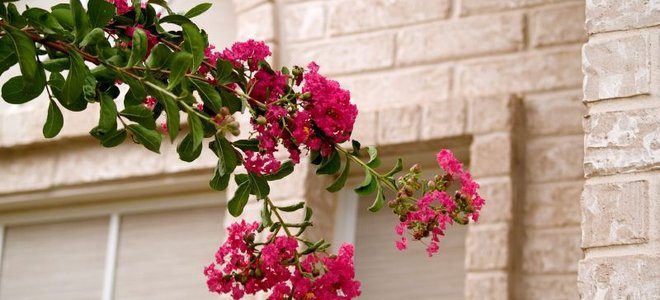 branch of crepe myrtle