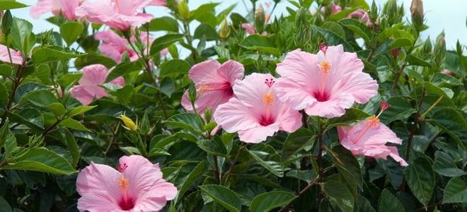A tropical pink hibiscus bush. 