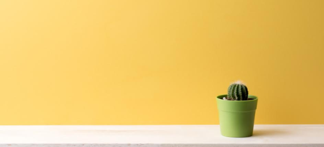 a small cactus sitting on a white shelf that is mounted to a yellow wall