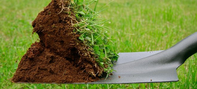 A square point shovel being used to dig a hole in the grass.