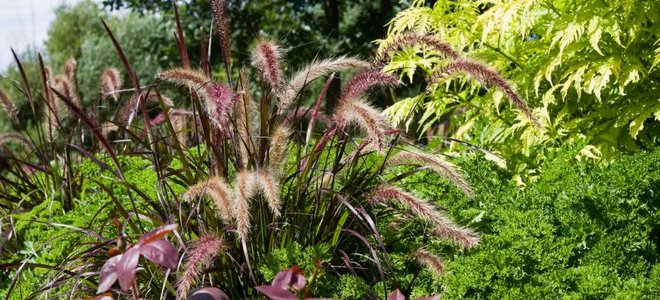 fountain grass
