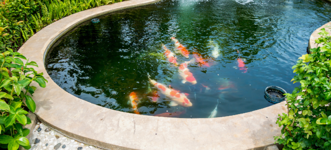 Un estanque de peces koi bien construido