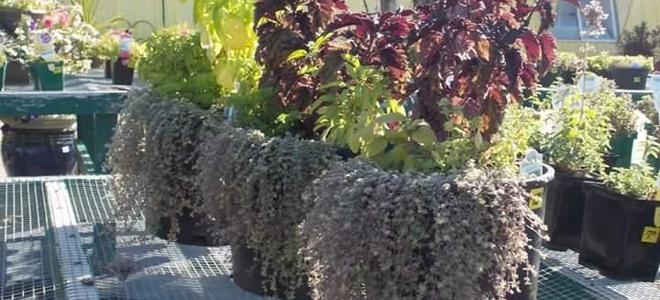 several planters filled with herbs