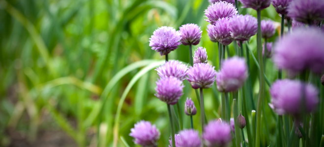 Chives with purple blooms in a garden. 