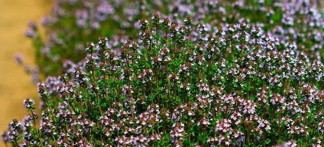 grow an edible landscape doityourself com